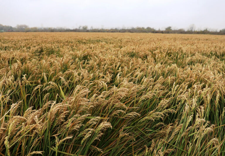 Дагестан возобновил экспорт риса после многолетнего перерыва